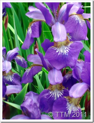 flowers irises